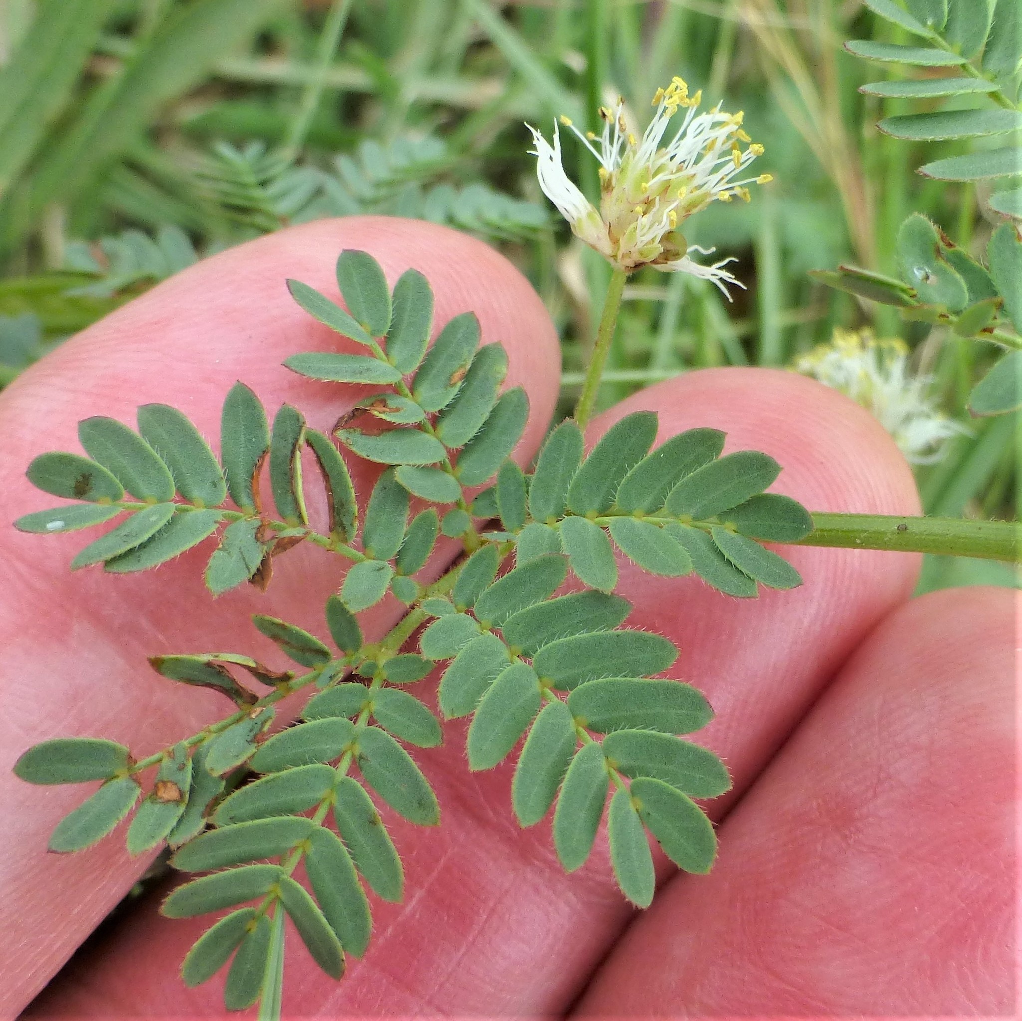 Desmanthus leptolobus