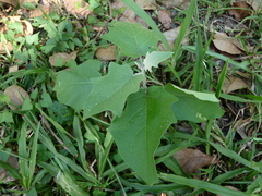 Solanum paniculatum