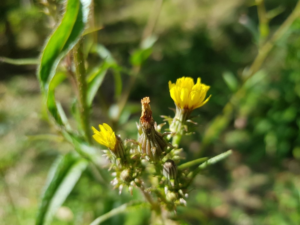 Picris conyzoides