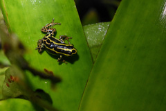 Ranitomeya variabilis