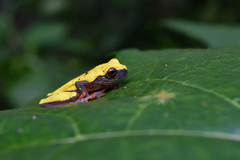 Dendropsophus reticulatus