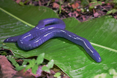 Gymnophiona