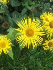 Inula hookeri