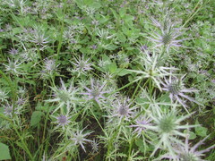 Eryngium hookeri