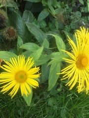 Inula hookeri