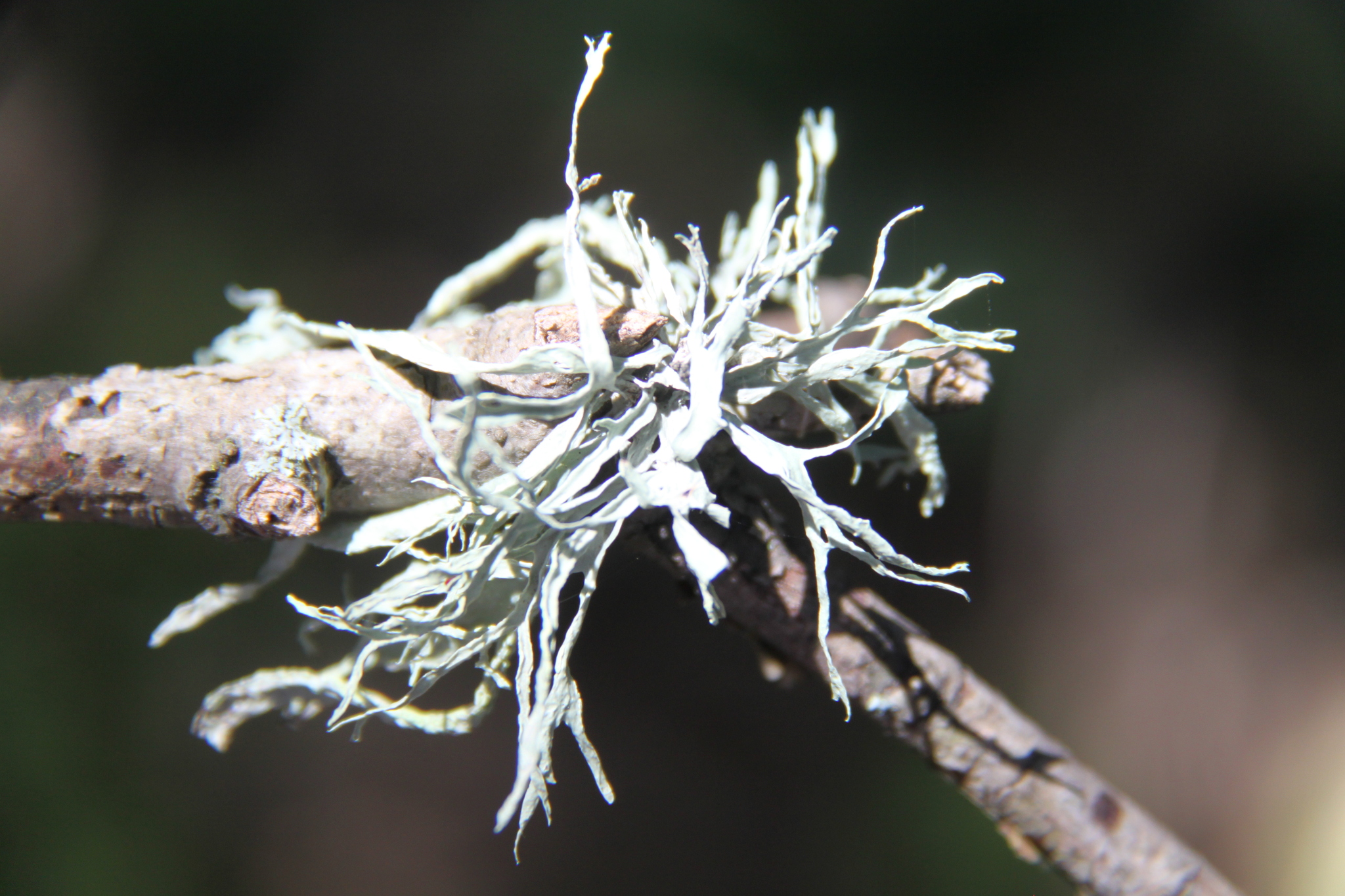 Ramalina farinacea image