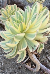 Aeonium urbicum