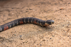 Atractus elaps