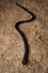 Atractus elaps