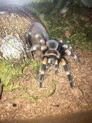 Brachypelma hamorii