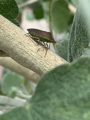 Euschistus conspersus