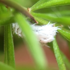 Cryptolaemus montrouzieri