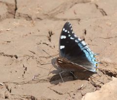 Charaxes guderiana guderiana