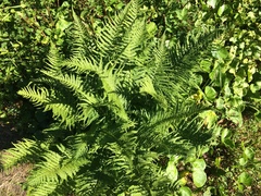 Oreopteris quelpartensis