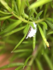 Cryptolaemus montrouzieri