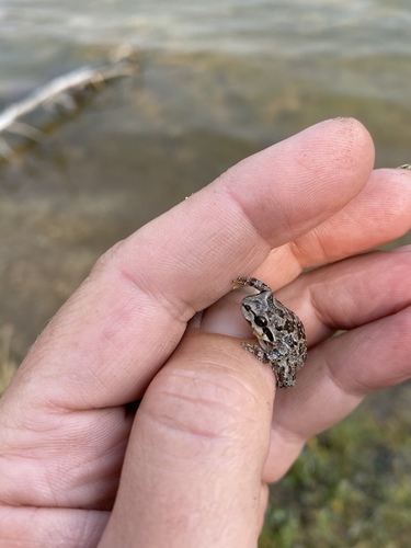 iNaturalist observation photo of Pacific chorus frog