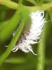 Cryptolaemus montrouzieri