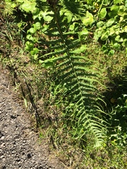 Oreopteris quelpartensis