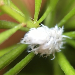 Cryptolaemus montrouzieri