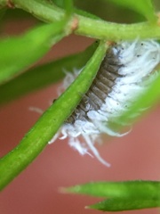 Cryptolaemus montrouzieri