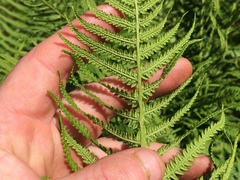 Oreopteris quelpartensis