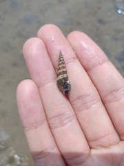 Batillaria zonalis