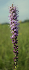 Liatris pycnostachya pycnostachya