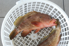 Epinephelus akaara