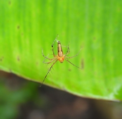 Oxyopes shweta