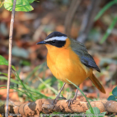 Cossypha heuglini heuglini