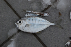 Leiognathidae