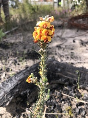 Eutaxia microphylla