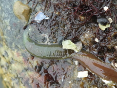Eupolymnia heterobranchia