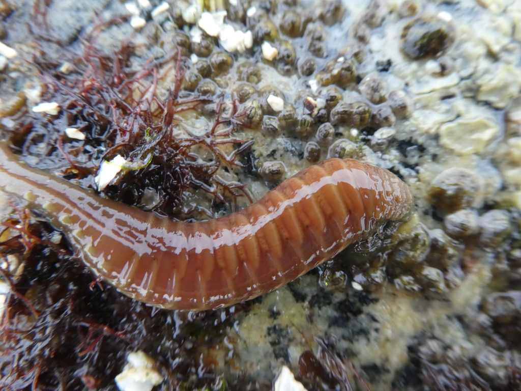 Eupolymnia heterobranchia