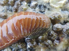 Eupolymnia heterobranchia