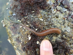 Eupolymnia heterobranchia