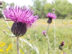 Cirsium grahamii