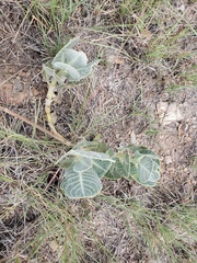 Asclepias nummularia