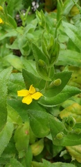 Goodenia amplexans