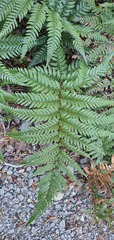 Dicksonia lanata