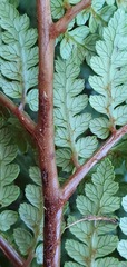 Dicksonia lanata