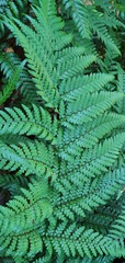Dicksonia lanata