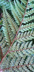 Dicksonia lanata