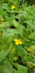 Goodenia amplexans