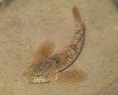 Cottus bairdii