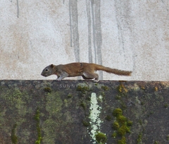 Callosciurus