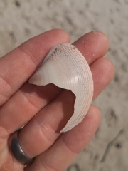 Austromactra rufescens