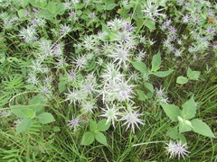 Eryngium hookeri