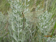 Myrmecaelurus trigrammus