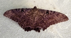 Ascalapha odorata